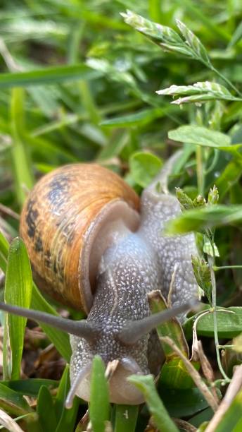 istock close - snail - detail 1388580983