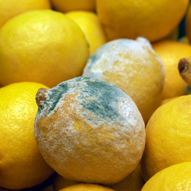 istock Lemon with mold. Spoiled rotting fruit with mold 1388581178