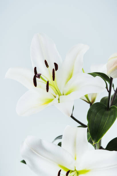 istock White lilies on a blue background, floral background 1388581393