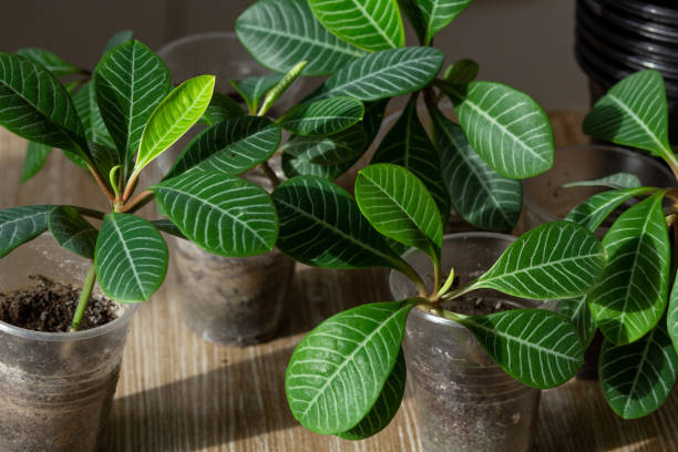 istock Sprouts euphorbia leuconeura 1388582517