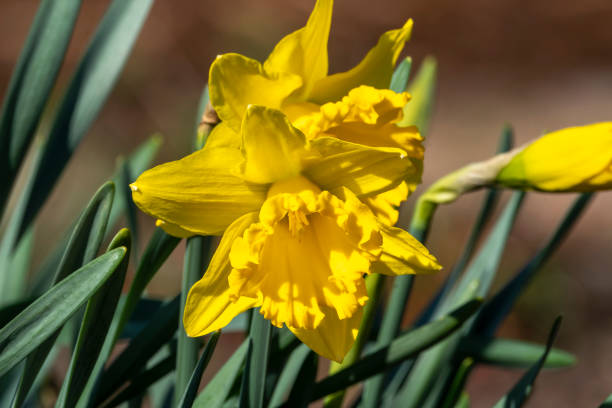 narciso 'mando' - daffodil winter narcissus yellow single flower fotografías e imágenes de stock