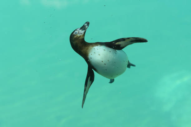 vista de um pinguim africano nadando - jackass penguin penguin zoo swimming animal - fotografias e filmes do acervo