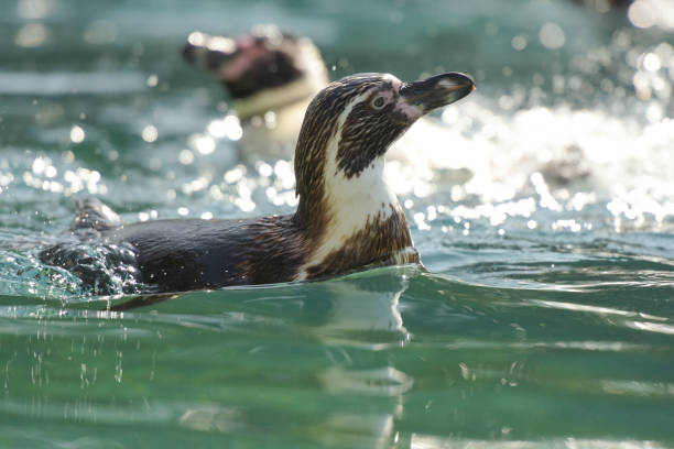 vista de um pinguim africano nadando - jackass penguin penguin zoo swimming animal - fotografias e filmes do acervo
