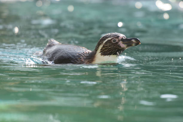 vista de un pingüino africano nadando - jackass penguin penguin zoo swimming animal fotografías e imágenes de stock