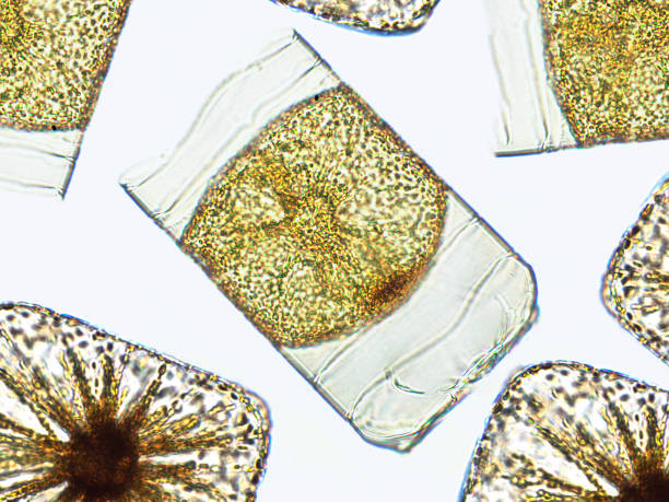 algen unter dem mikroskop, chrysophyt, kieselalgen, phytoplankton, fossilien, kieselsäure, goldgelbe algen - golden algae stock-fotos und bilder