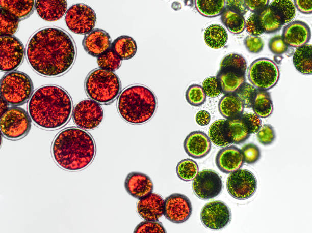 istock Haematococcus pluvialis green and cyst algae under microscopic view - haematocyst, active and resting cells, strong antioxidant astaxanthin 1388583834