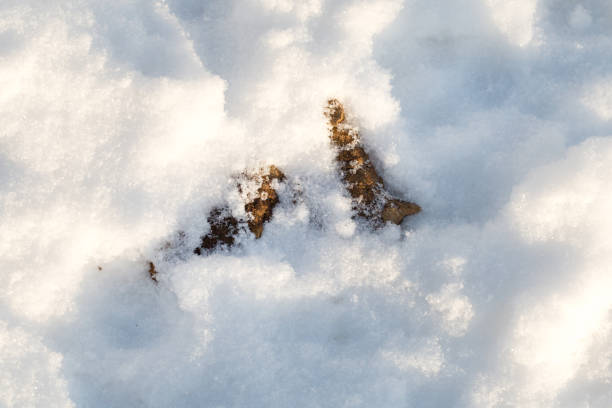 istock Feces excrement of pets on the snow 1388584097