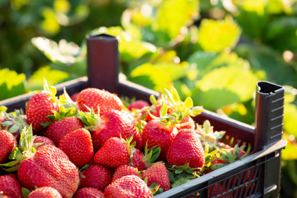 istock Strawberry in plastic container against strawberry foliage 1388584101