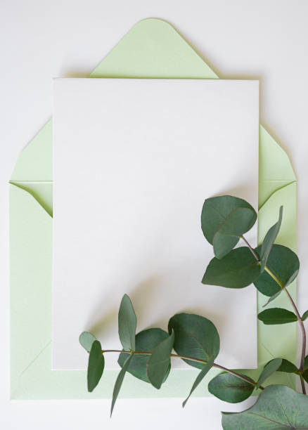 istock eucalyptus branch and green envelope with copy space 1388585650
