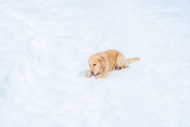 An orange golden retriever dog walks in the snow. Old labrador on a walk in winter.