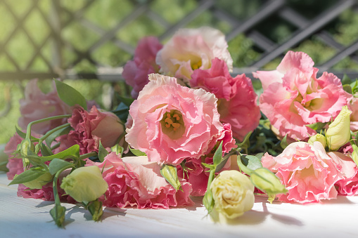 Large pink Eustoma flower in a bouquet. Beautiful gift for mom, girlfriend.