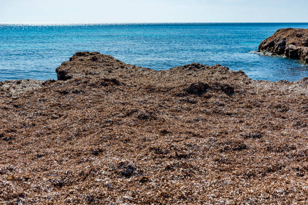 algae have piled up on the coast of southern Corsica