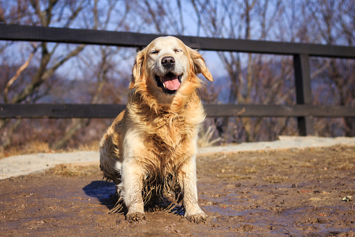 Funny dog sitting in mud puddle. Dirty golden retriever outdoors