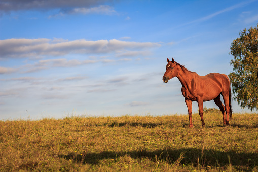 Thoroughbred horse standing on pasture. Rural scenery with animal and blue sky