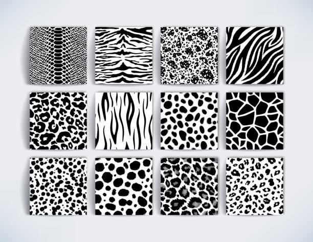 Wild safari animal black and white seamless pattern collection. Vector leopard, cheetah, tiger, giraffe, zebra, snake skin texture set for fashion print design, fabric, textile, background, wallpaper Wild safari animal black and white seamless pattern collection. Vector leopard, cheetah, tiger, giraffe, zebra, snake skin texture set for fashion print design, fabric, textile, background, wallpaper. zebra print stock illustrations