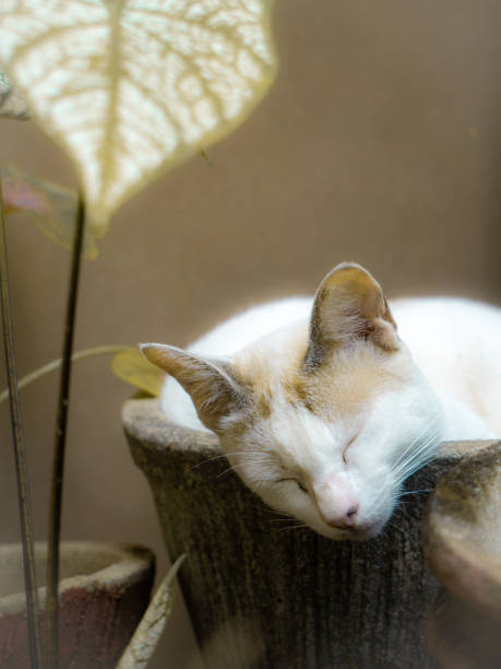 istock A White Domestic Cat is Sleeping on a Flower Pot 1388587523