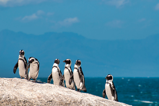 African Penguin (Spheniscus demersus) in Boulder’s Beach, Simon’s Town, South Africa