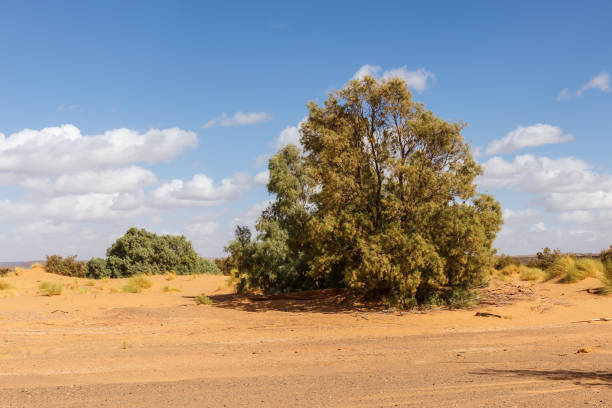 Tamasrisk tree in the Sahara desert, Morocco. Tamarix aphylla