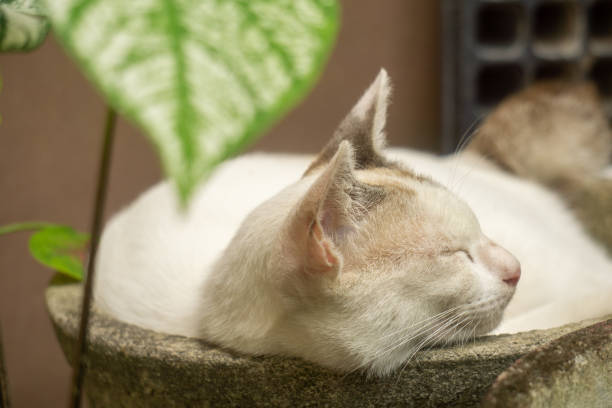 istock A White Domestic Cat is Sleeping on a Flower Pot 1388588706