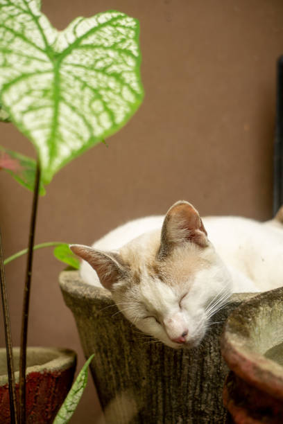 istock A White Domestic Cat is Sleeping on a Flower Pot 1388588712