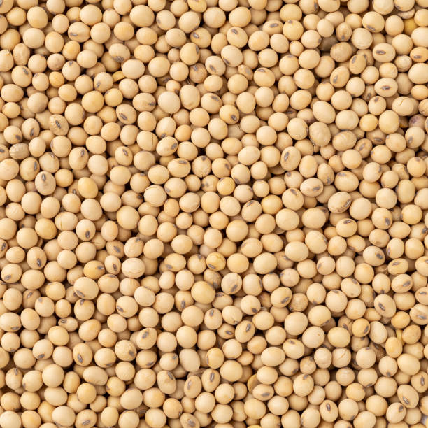istock Closeup, top view of uncooked soy beans 1388589973