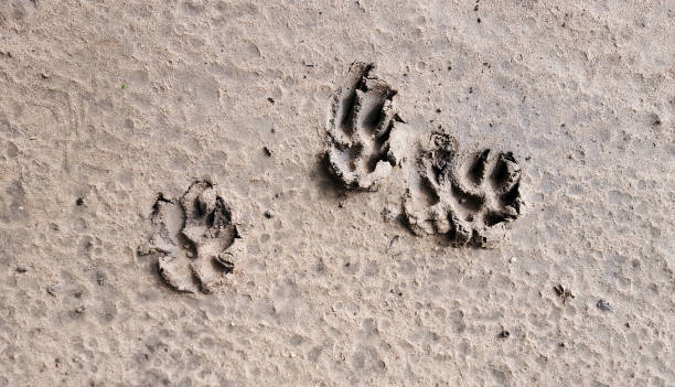 istock Dog footprints on the sand 1388592684