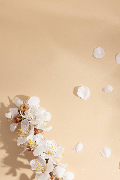 istock Beige background with spring twig, petals and shadows with copy space 1388594106