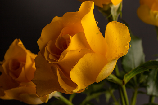 Yellow roses in black. Closeup. For design, texture, borders, frame, background. Nature.