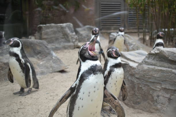 pingüino - nobody beak animal head penguin fotografías e imágenes de stock