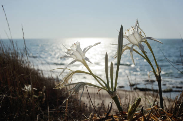 Pancratium maritimum ストックフォト