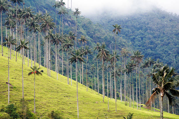 istock Altas Palmeras, Cocora Valley, Eje Cafetero, Colombia 1388598019