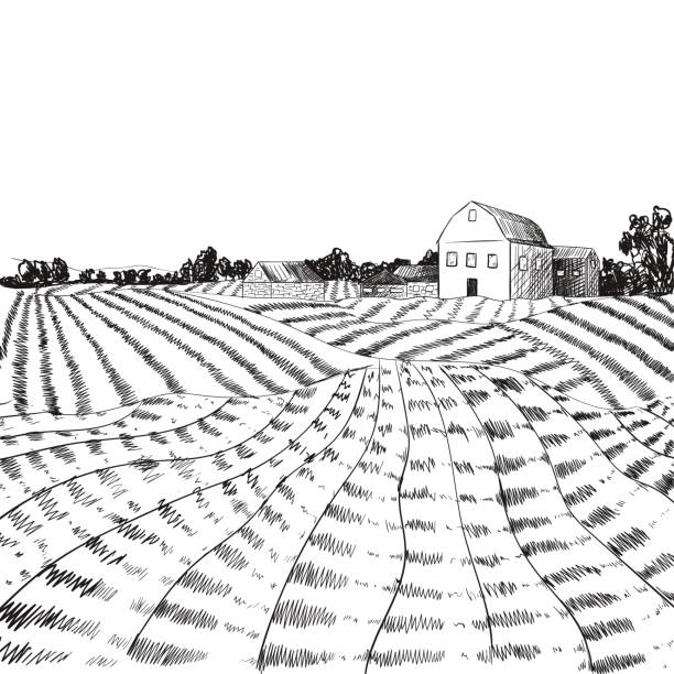 ilustrações de stock, clip art, desenhos animados e ícones de vector farm field sketch, hand drawn village outline illustration, black and white - agricultural fair illustrations