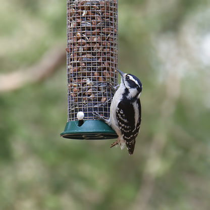 Downy Woodpecker (female) (dryobates pubescens) perched on a seed feeder