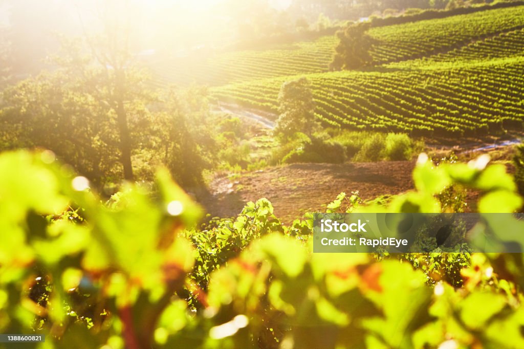 Rising sun spills light into a beautiful vineyard Ethereal vineyard just after dawn, back lit by the sun. Vineyard Stock Photo