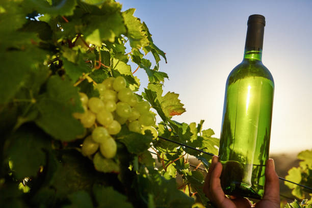 hand holds up a bottle of white wine in a vineyard against a clear sky, back lit by the sun - sunrise leaf brightly lit vibrant color imagens e fotografias de stock