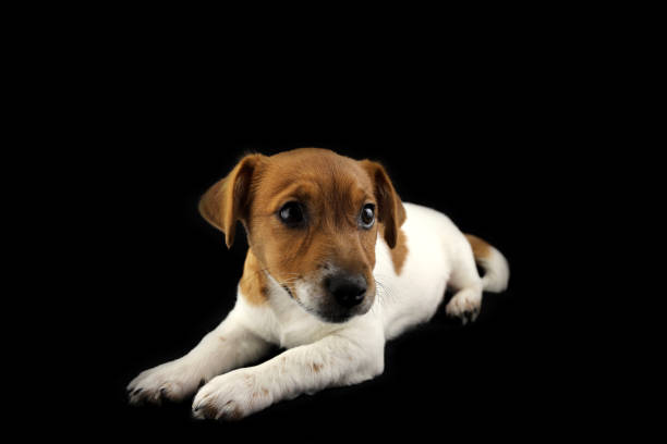 istock Jack Russell Terrier. Cute three-month puppy. Black background. Selective focus 1388602048