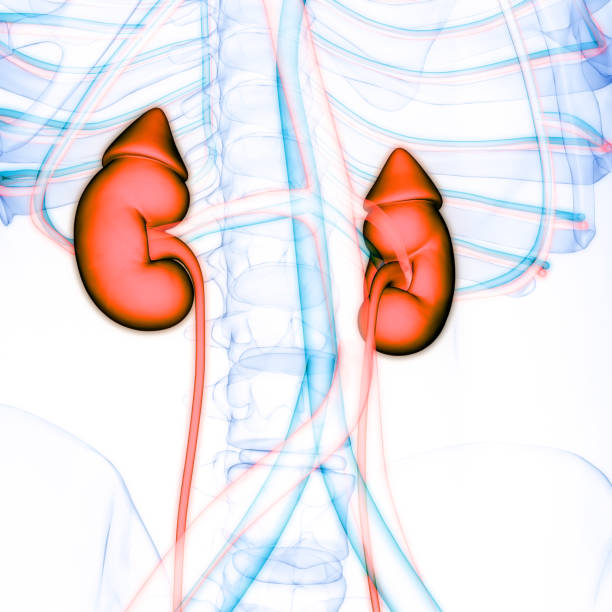 istock Human Urinary System Kidneys Anatomy 1388602167