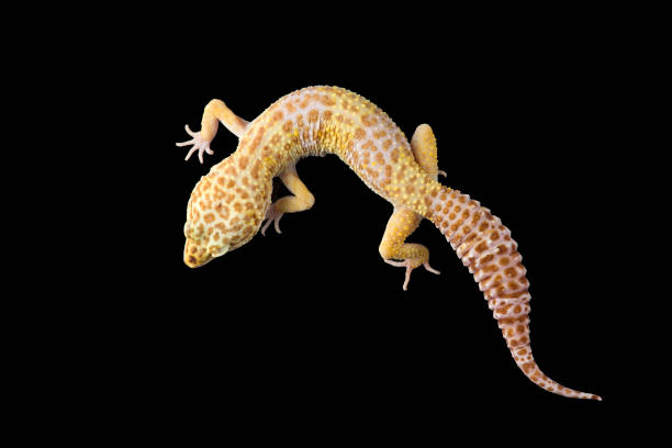 istock The cute leopard gecko isolated on black background 1388602272
