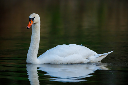 A mute swan on a pond