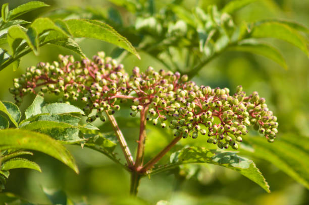 istock Closeup of american elder green buds with selective focus in foreground 1388603319