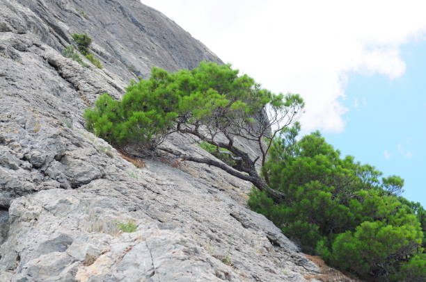 le pin des montagnes pousse à partir d’un rocher contre un ciel bleu et des nuages. bonsaï dans la nature, conifère tordu dans les montagnes - beautiful tree day rock photos et images de collection