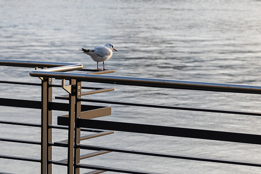 A seagull standing on a handrail at the waterfront with blurry water in background