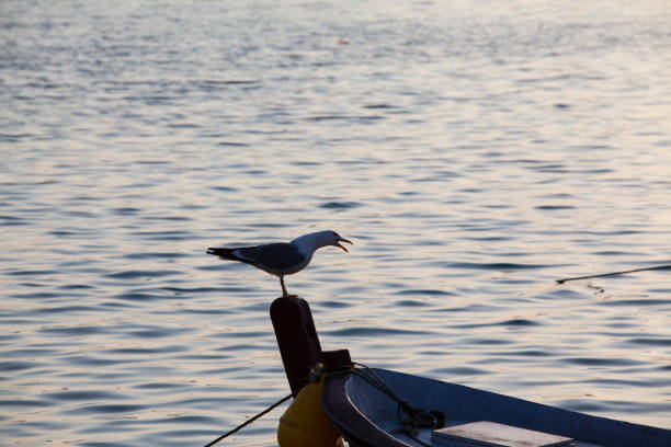 sunset silhouette seagull view in ayvalik cunda island