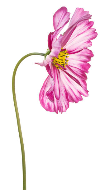 cosmos kwiat odizolowany - daisy marguerite deep focus flower zdjęcia i obrazy z banku zdjęć