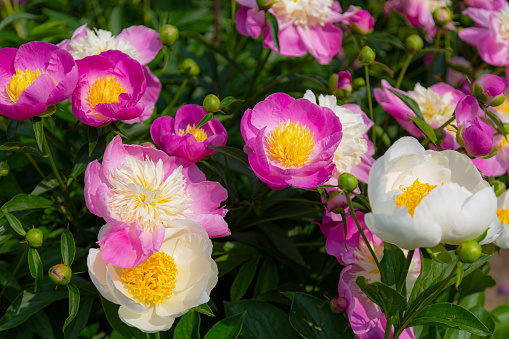 Close-up of  peony blossoms with white and pink petals and yellow filaments - paeonia