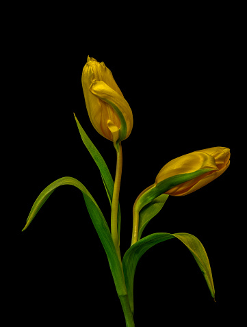 Fine art still life colorful macro of a pair of isolated golden yellow closed tulip blossoms on black background with detailed texture and green leaves