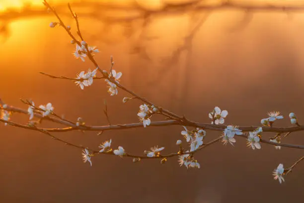 Detail shot of a flowering blackthorn (Prunus spinosa) twig against the setting sun.