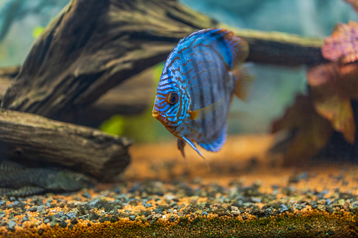 Beautiful view of Tiger Turks discus aquarium fish. Sweden