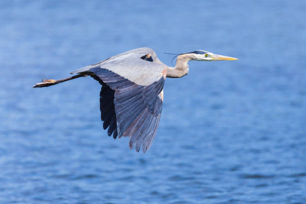 trouvé dans la majeure partie de l’amérique du nord, le grand héron bleu est le plus grand oiseau de la famille heron. - animal beak bird wading photos et images de collection