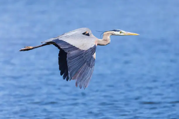 Photo of Found in most of North America, the Great Blue Heron is the largest bird in the Heron family.